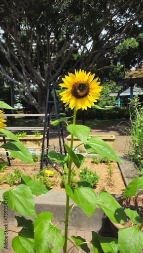 sunflower in the garden © Jam-motion