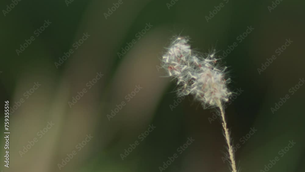 close up of dandelion close up of dandelion