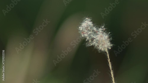 close up of dandelion