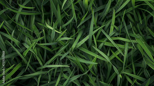 Green grass background texture. © Wasin Arsasoi