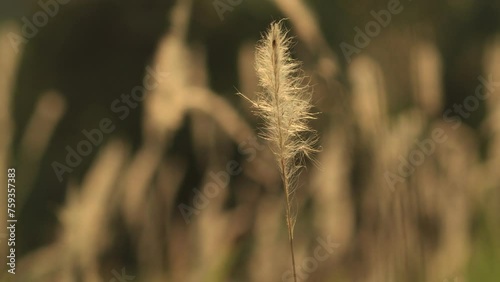close up of wheat