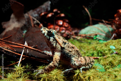 Tyrrhenian Painted Frog (Discoglossus sardus),  Baratz Lake, Sassari, Sardinia, Italy photo