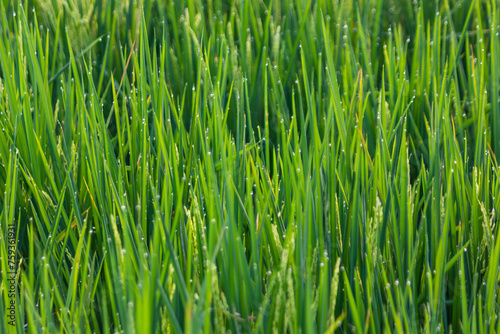Green rice leaves fields with water droplets on the top