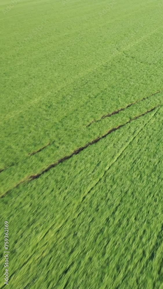 Vertical drone video of flight over winter wheat fields at early autumn. View down. Vertical drone video of flight over winter wheat fields at early autumn. View down.