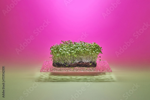 Textured levitating glass with sprouting microgreen under violet light photo