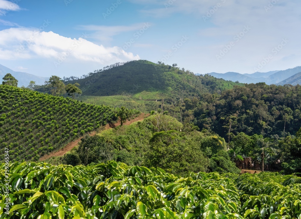 View of a Coffee plantation with coffee plants in the foreground