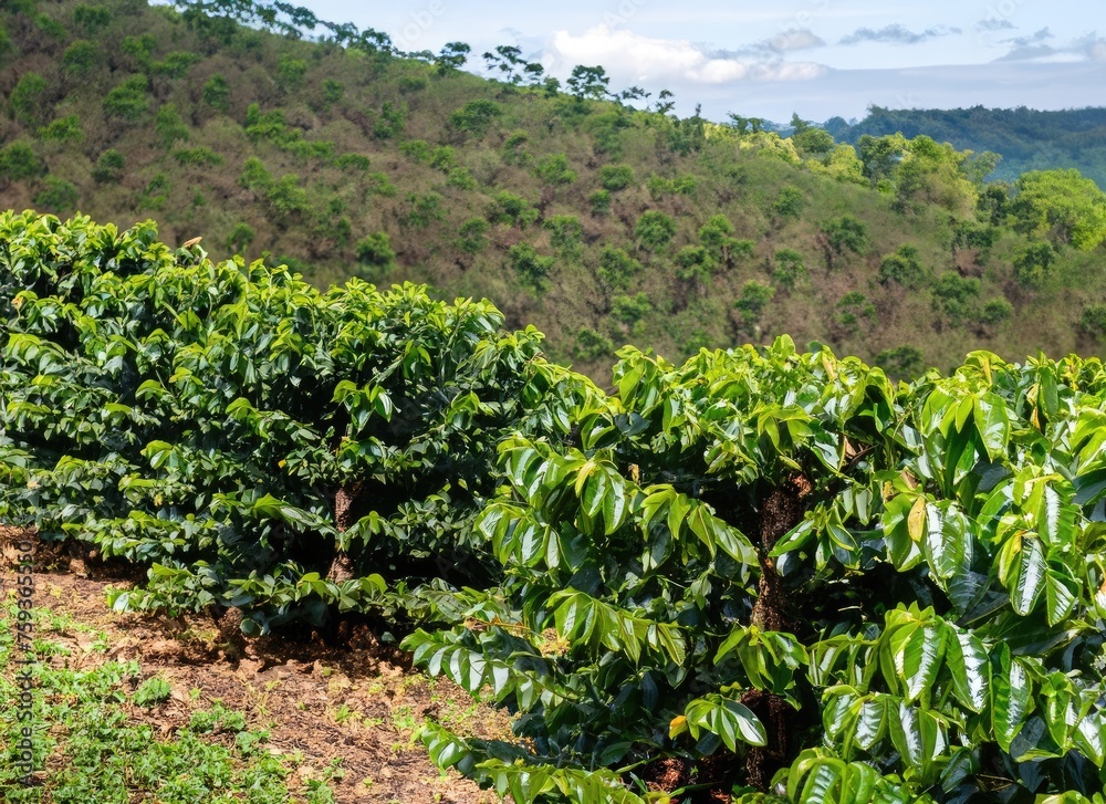 View of a Coffee plantation with coffee plants in the foreground