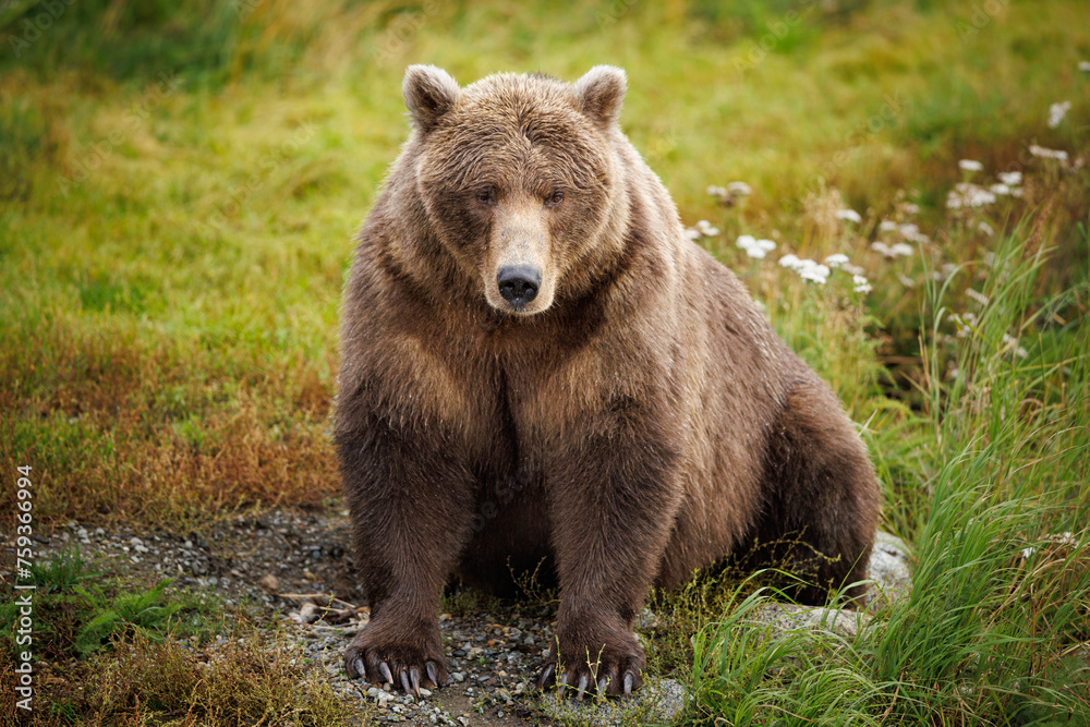 Fat Bear Fat Bear