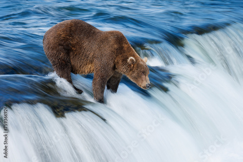 Waterfall Bear photo