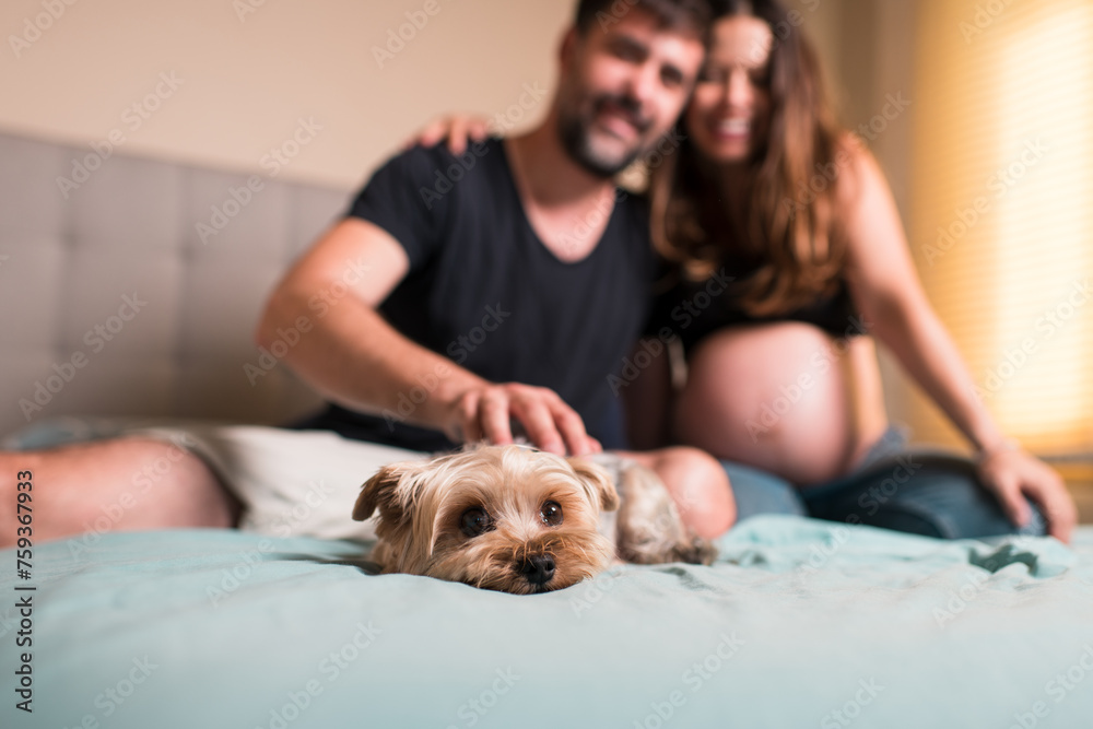 Cute dog being caressed by pregnant couple