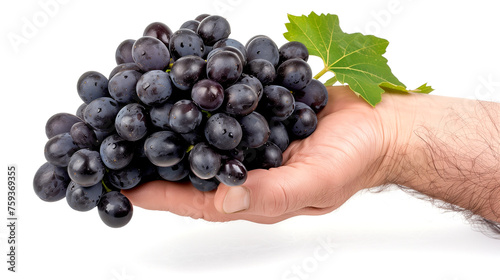 Bunch af Grapes in Hand