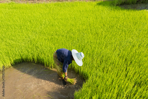 Asian woman rice farmer working and kick off the ground at green rice field in rainy season.Thai farmer soaked with water and mud to be prepared for planting.High speed shutter stop water drops.