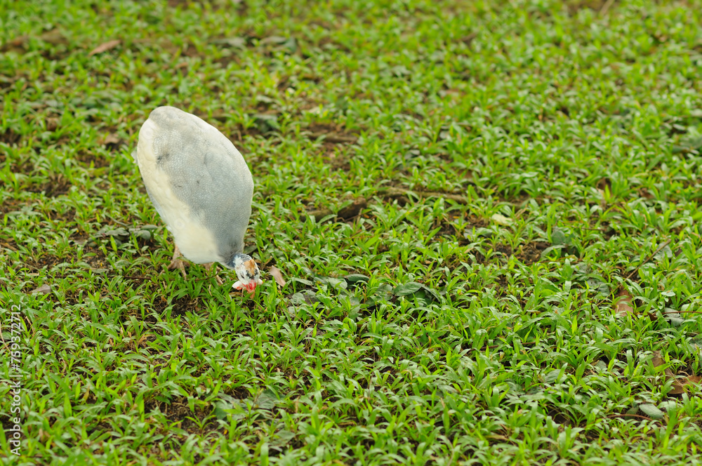 A Fowl on the Grass A Fowl on the Grass