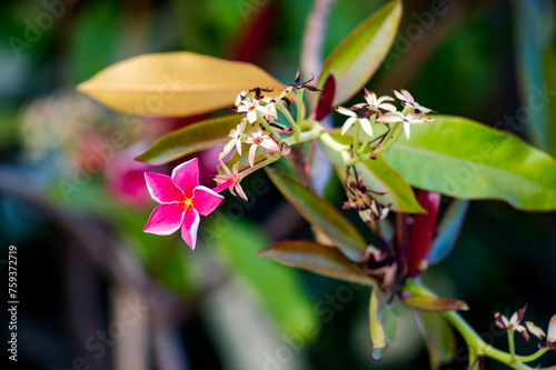 Beautiful pink gelutong (Dyera costulata) flowers on a tree. Dyera costulata or jelutong is a type of tree in the oleander subfamily. Grows in Malaysia, Borneo, Sumatra and southern Thailand, border f