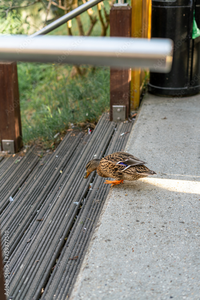 A single brown duck walking towards a river A single brown duck walking towards a river