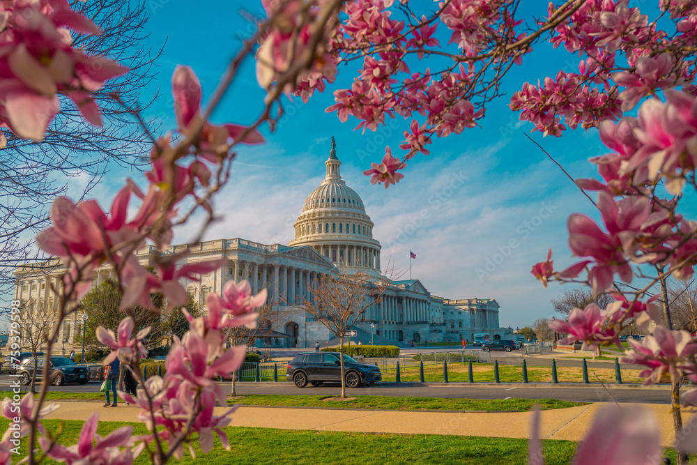 Naklejka premium Capitol building near spring blossom magnolia tree. US National Capitol in Washington, DC. American landmark. Photo of of Capitol Hill spring.