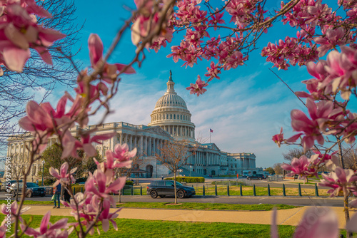 Capitol building near spring blossom magnolia tree. US National Capitol in Washington, DC. American landmark. Photo of of Capitol Hill spring. © Volodymyr