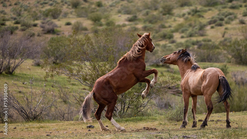 Arizona desert wild horse stallions striking while fighting in the Salt River area near Mesa Arizona United States © htrnr