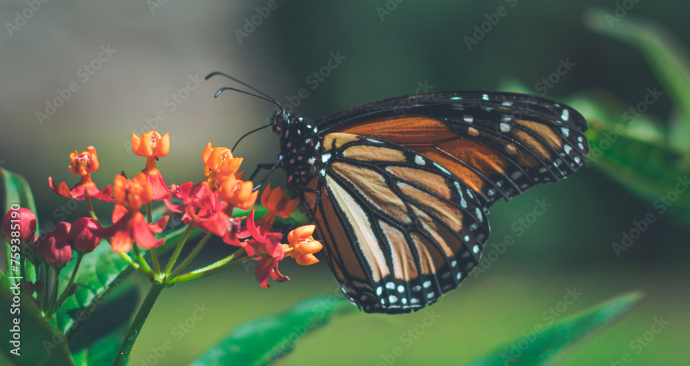 Fototapeta premium butterfly on a flower