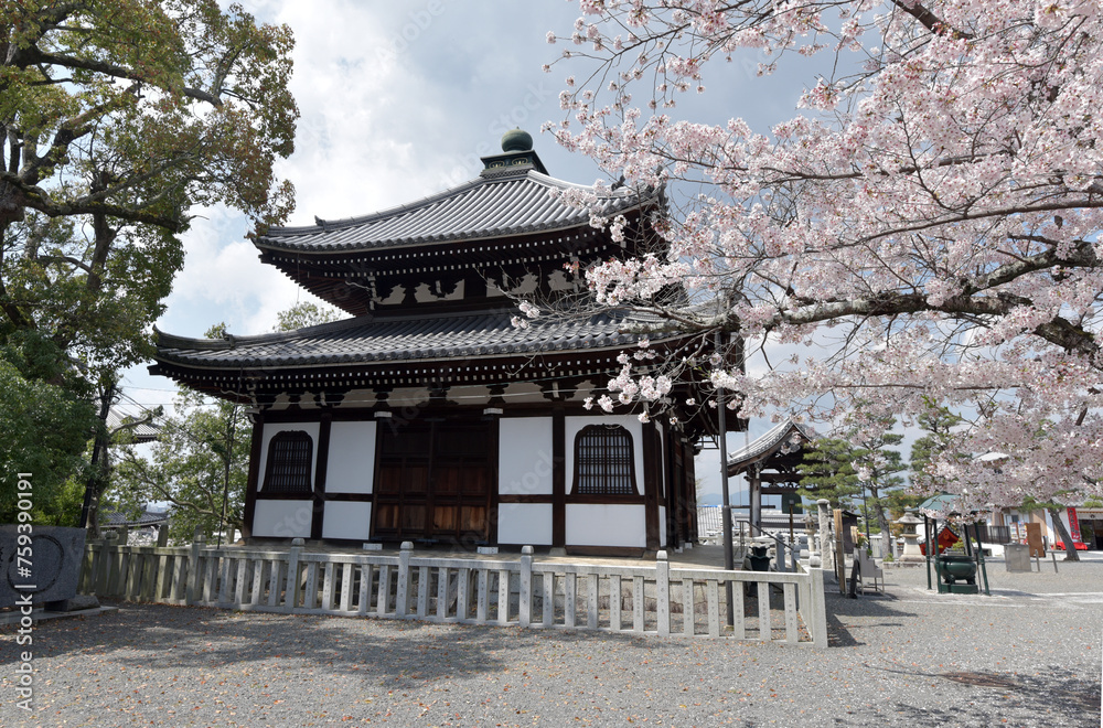 春の金戒光明寺 納骨堂 京都市左京区黒谷 春の金戒光明寺 納骨堂 京都市左京区黒谷