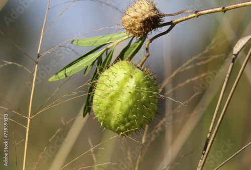 Fruit on a balloon cotton bush (gomphocarpus physocarpus) plant photo