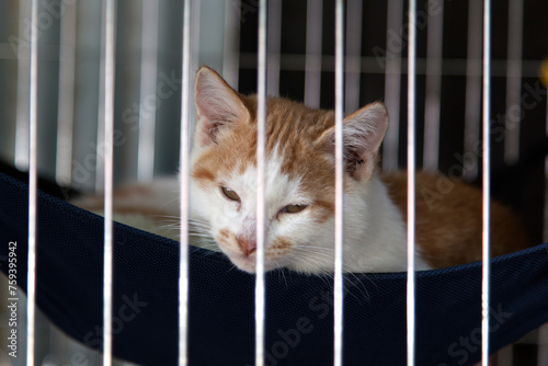 baby cat in the cage photo