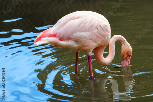 Pink flamingo feeding