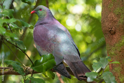 New Zealand wood pigeon  - Kereru sitting and feeding in the tree