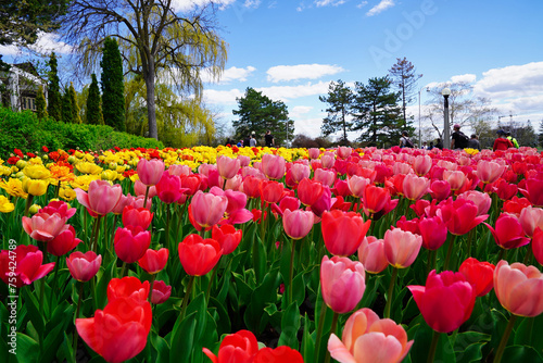 Pink and Yellow Tulips against the pleasing backdrop of classic brownstone Canadian row houses at the Ottawa Tulip Festival in Commissioners Park, Ottawa,Canada
