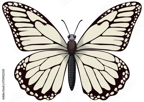 Vector graphic of a detailed monarch butterfly