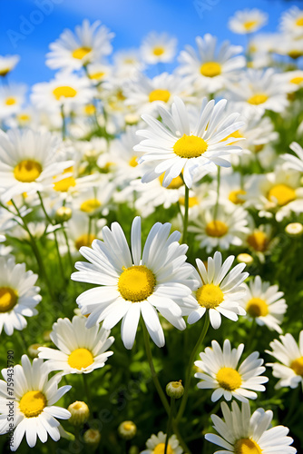 Breathtaking Vistas of Summertime Blossoming Daisies in a Serene Meadow © Floyd