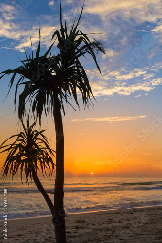 Pandanus tree at sunset  Laypang Beach 