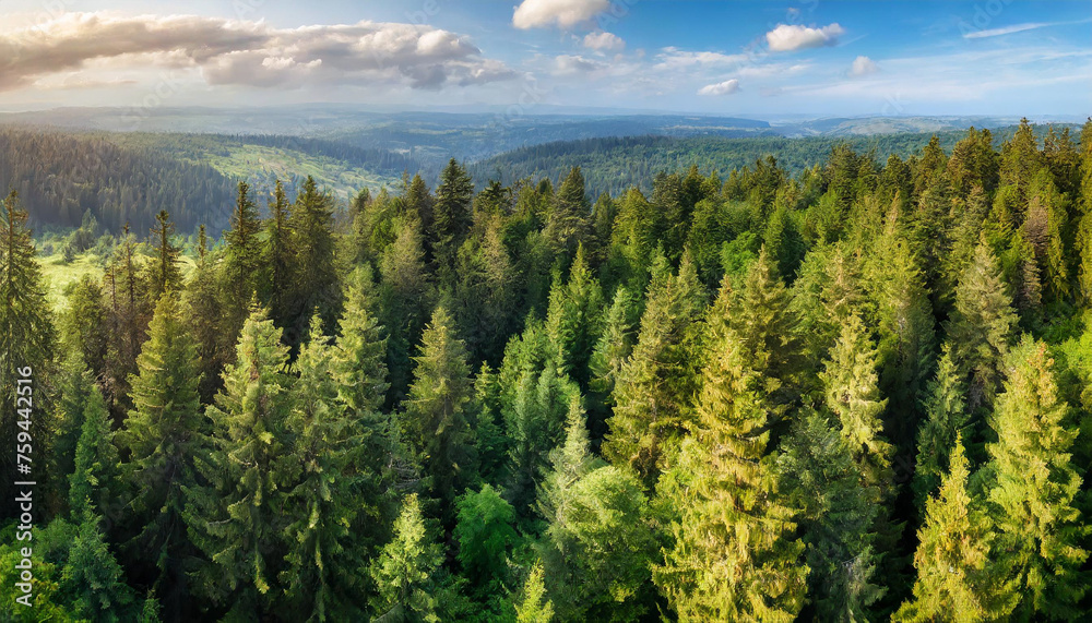 Aerial view of lush green forest with spruce, fir, and pine trees, evoking tranquility and vitality