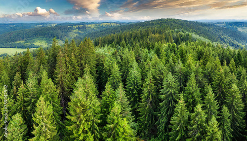 Aerial view of lush green forest with spruce, fir, and pine trees, evoking tranquility and vitality