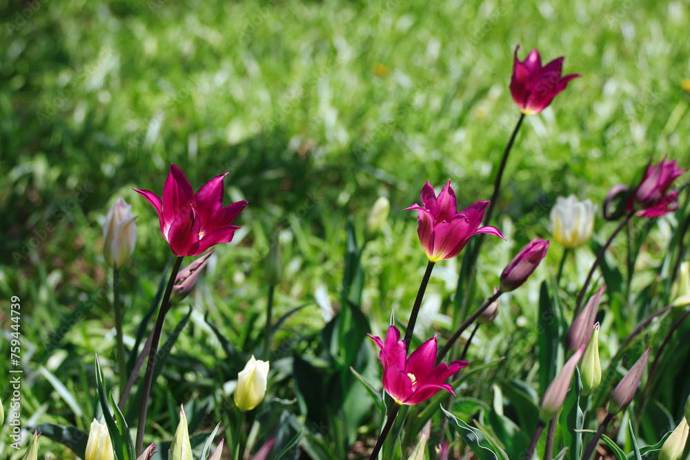 Purple Tulip patch in natural sunlight at the Ottawa Tulip Festival in Commissioners Park, Ottawa,Canada Purple Tulip patch in natural sunlight at the Ottawa Tulip Festival in Commissioners Park, Ottawa,Canada