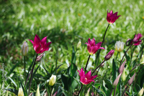 Purple Tulip patch in natural sunlight at the Ottawa Tulip Festival in Commissioners Park  Ottawa Canada