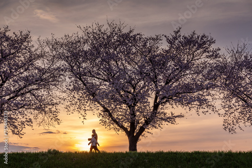 夕暮れの日没時、満開の桜の堤防を歩く人々のシルエット photo