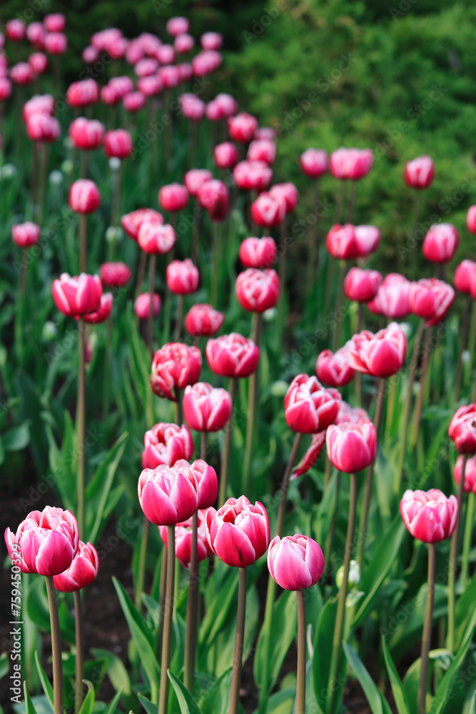 Pink Tulips in soft focus with green stems and blurred background at the Ottawa Tulip Festival in Commissioners Park, Ottawa,Canada Pink Tulips in soft focus with green stems and blurred background at the Ottawa Tulip Festival in Commissioners Park, Ottawa,Canada