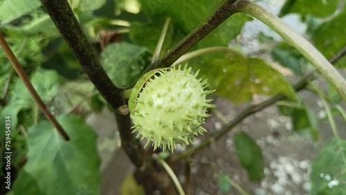 The Datura factuosa fruit, known as 