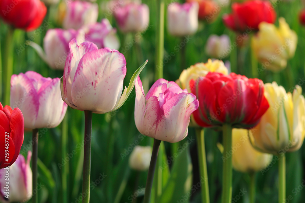 Fototapeta premium White Tulip offset with lavender at the borders in soft focus at the Ottawa Tulip Festival in Commissioners Park, Ottawa,Canada