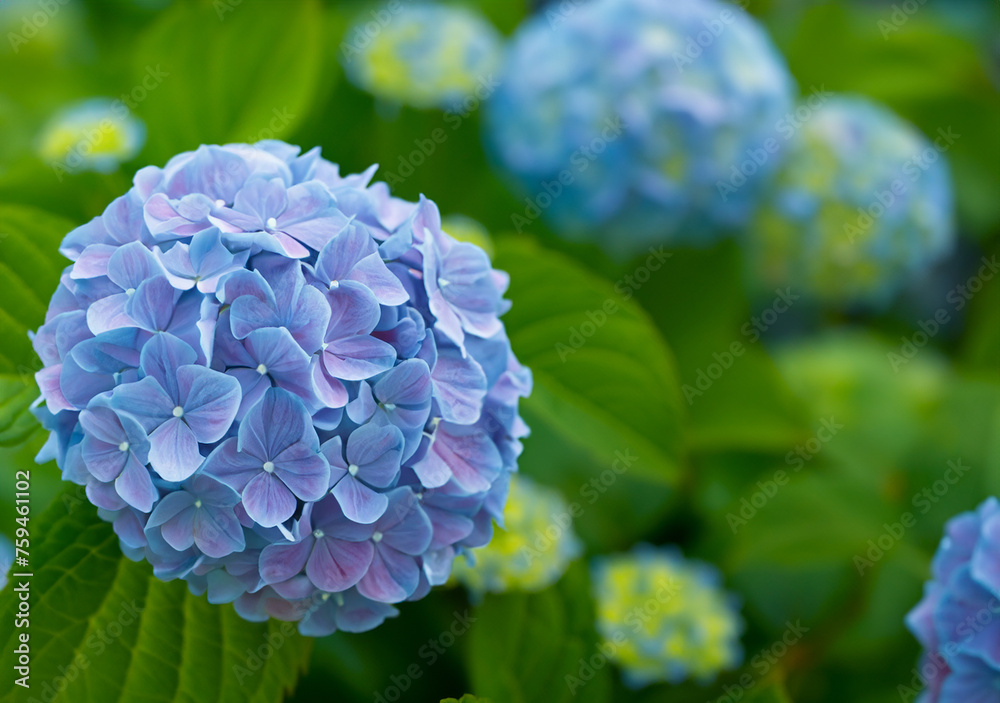 A young Hydrangea flower after a spring shower, inside a larger bloom and with light coming in between thee flowers. Extremely shallow depth of field for dreamy feel. A young Hydrangea flower after a spring shower, inside a larger bloom and with light coming in between thee flowers. Extremely shallow depth of field for dreamy feel.