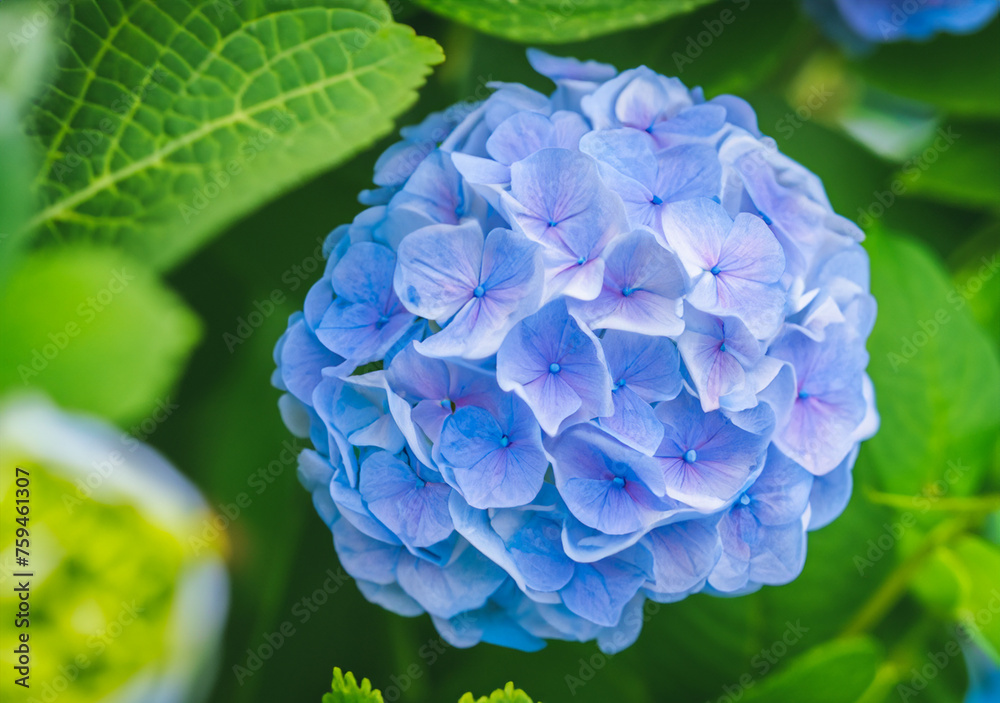 A young Hydrangea flower after a spring shower, inside a larger bloom and with light coming in between thee flowers. Extremely shallow depth of field for dreamy feel. A young Hydrangea flower after a spring shower, inside a larger bloom and with light coming in between thee flowers. Extremely shallow depth of field for dreamy feel.