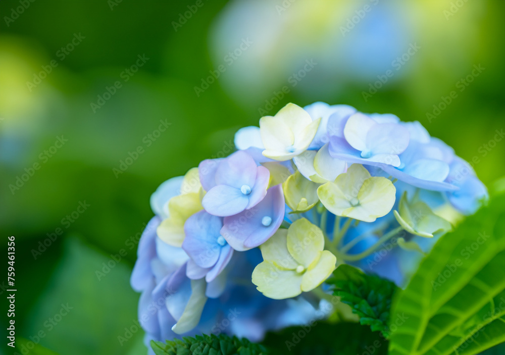 A young Hydrangea flower after a spring shower, inside a larger bloom and with light coming in between thee flowers. Extremely shallow depth of field for dreamy feel. A young Hydrangea flower after a spring shower, inside a larger bloom and with light coming in between thee flowers. Extremely shallow depth of field for dreamy feel.