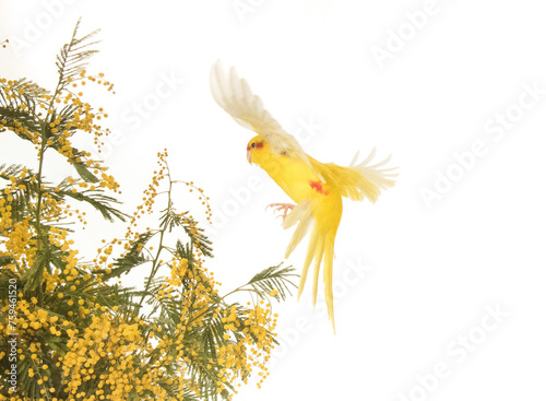 Photography Red-fronted Kakariki parakeet