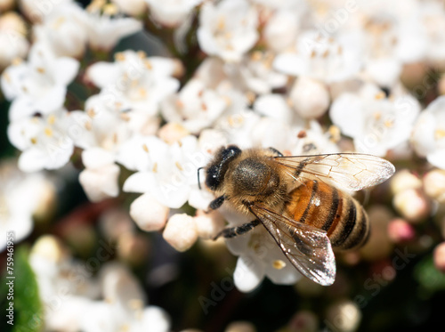 bee on flower of Viburnum tinus photo