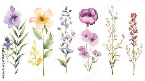 Set of hand drawn flowers and leaves on a transparent background. Watercolor illustration. Clipart PNG
