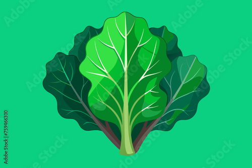 kale vegetable background