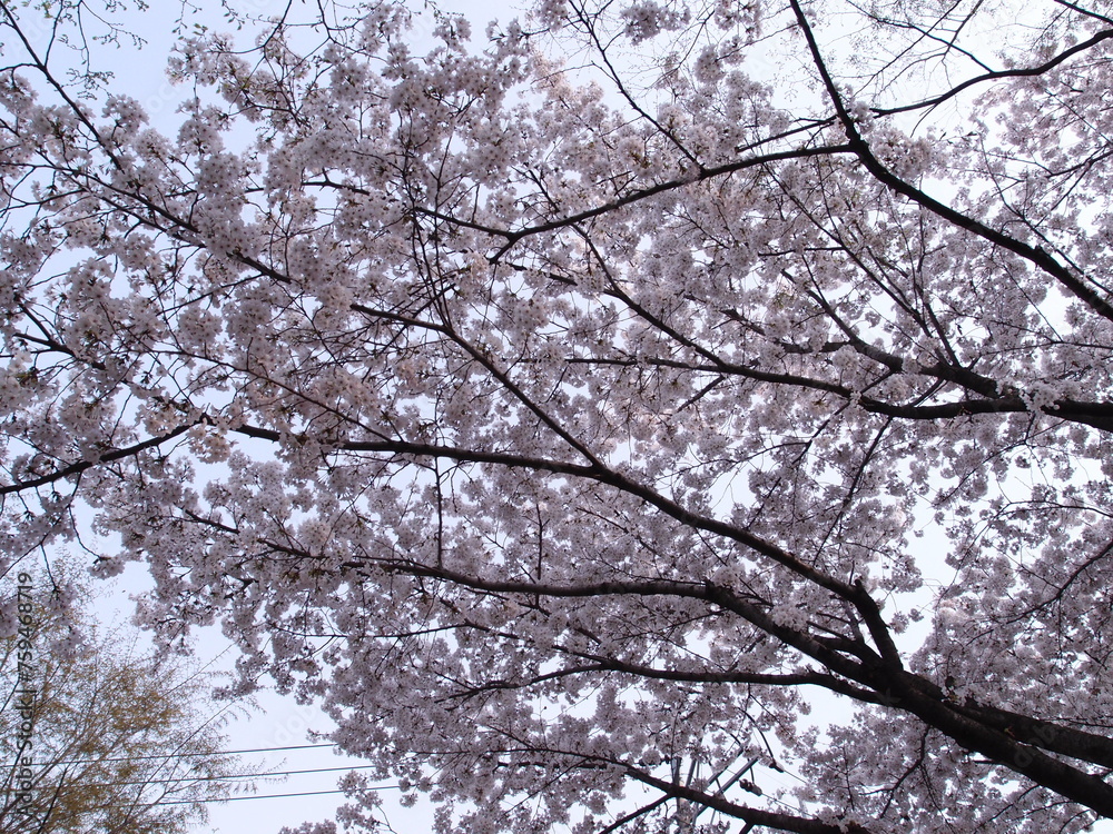 cherry blossom in spring cherry blossom in spring