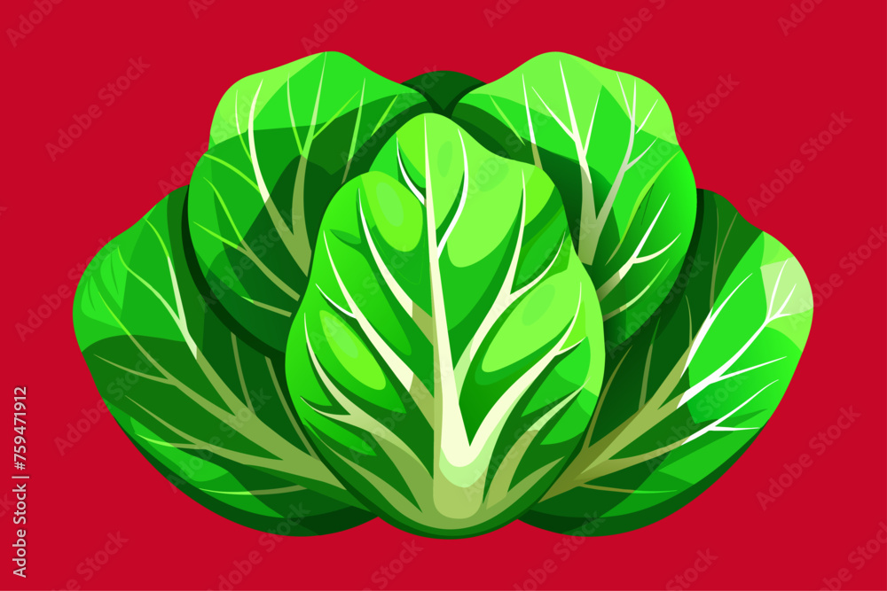 lettuce vegetable background lettuce vegetable background