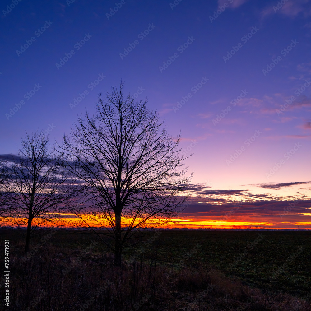 zwei Bäume, im Hintergrund Morgenrot